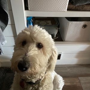 Meet your Posher, Trudy